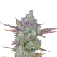 Gorilla Cookies Auto - FASTBUDS | TanieSianie.pl