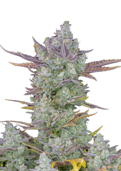 Gorilla Cookies Auto - FASTBUDS | TanieSianie.pl