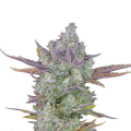 Gorilla Cookies Auto - FASTBUDS