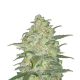 Original Auto White Widow - FASTBUDS | TanieSianie.pl