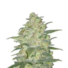 Original Auto White Widow - FASTBUDS | TanieSianie.pl