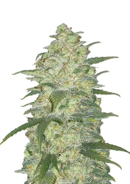 Original Auto White Widow - FASTBUDS | TanieSianie.pl