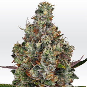 Rainbow Road - PARADISE SEEDS | TanieSianie.pl
