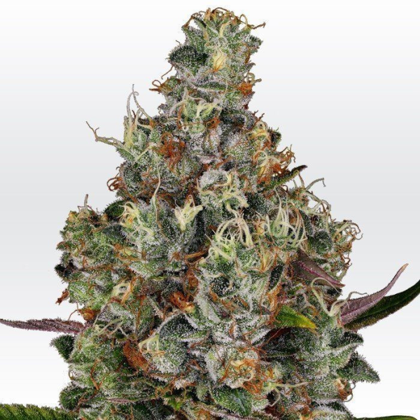 Rainbow Road - PARADISE SEEDS | TanieSianie.pl