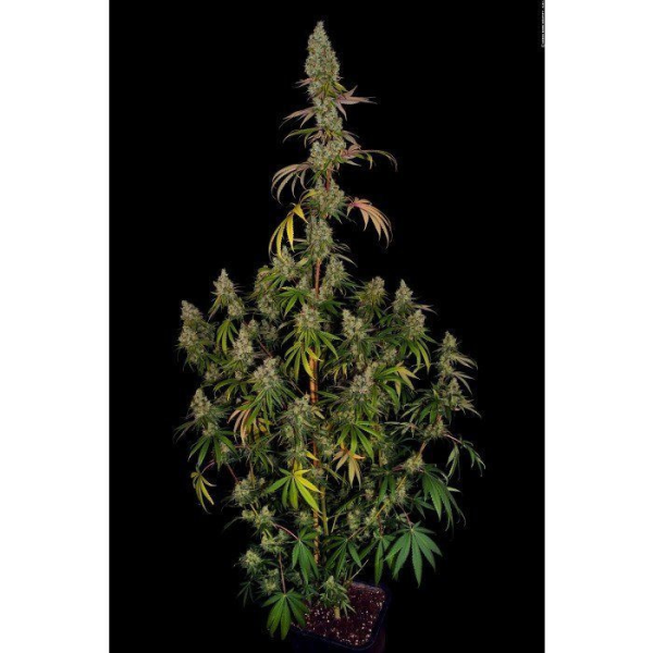 Rainbow Road - PARADISE SEEDS | TanieSianie.pl