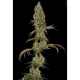 Rainbow Road - PARADISE SEEDS | TanieSianie.pl