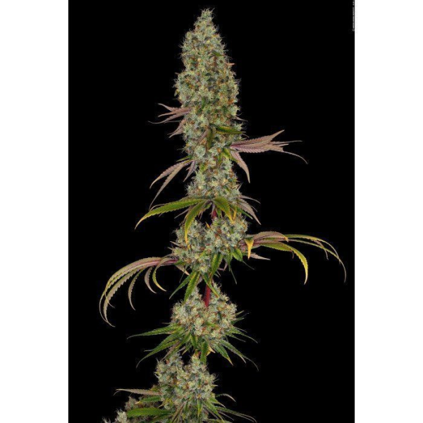 Rainbow Road - PARADISE SEEDS | TanieSianie.pl