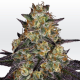 El Dorado OG - PARADISE SEEDS | TanieSianie.pl