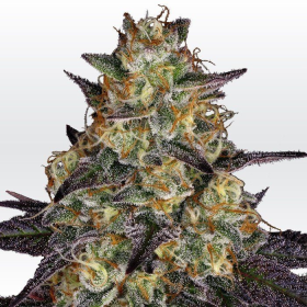 El Dorado OG - PARADISE SEEDS | TanieSianie.pl