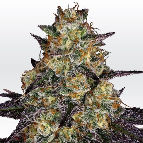 El Dorado OG - PARADISE SEEDS | TanieSianie.pl