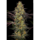 El Dorado OG - PARADISE SEEDS | TanieSianie.pl