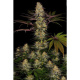 El Dorado OG - PARADISE SEEDS | TanieSianie.pl