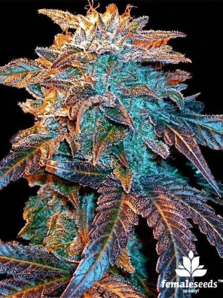 Auto Gelato - FEMALE SEEDS | TanieSianie.pl