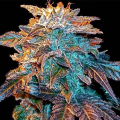 Auto Gelato - FEMALE SEEDS