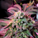 Cherry Pie - FEMALE SEEDS | TanieSianie.pl