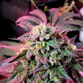Cherry Pie - FEMALE SEEDS | TanieSianie.pl