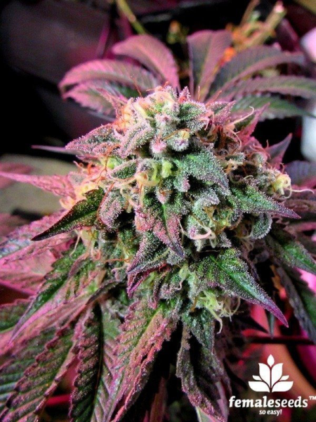 Cherry Pie - FEMALE SEEDS | TanieSianie.pl