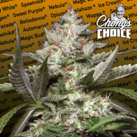 Auto Kong 4 - PARADISE SEEDS | TanieSianie.pl