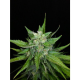 Auto Kong 4 - PARADISE SEEDS | TanieSianie.pl