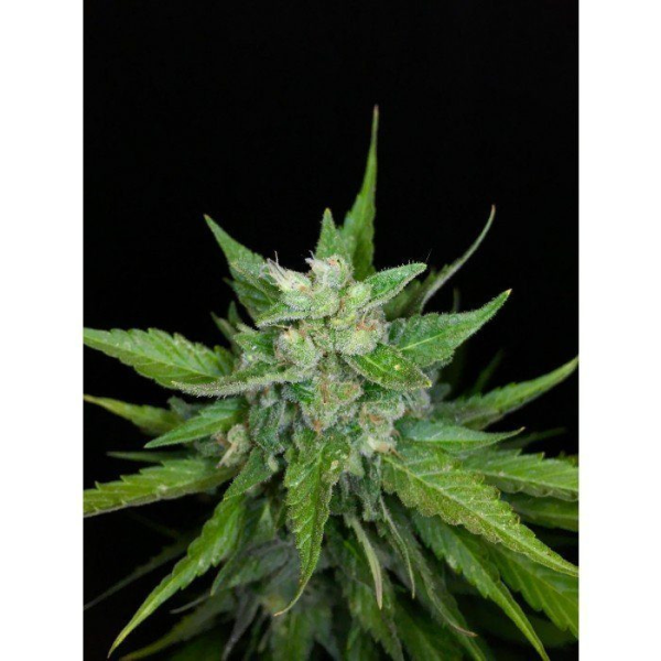 Auto Kong 4 - PARADISE SEEDS | TanieSianie.pl