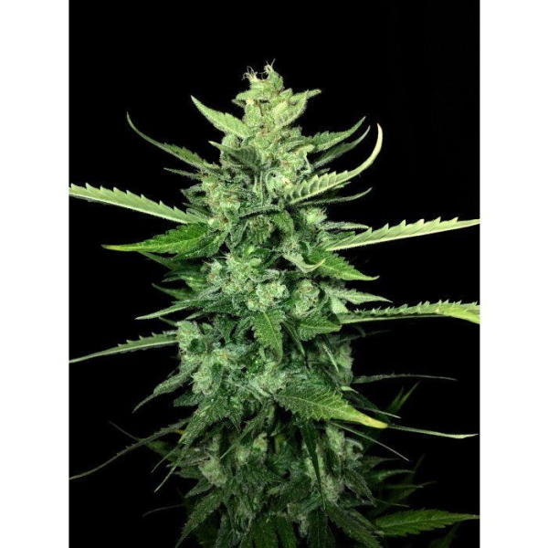 Auto Kong 4 - PARADISE SEEDS | TanieSianie.pl