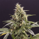 Chem Bomb Auto - HUMBOLDT SEED | TanieSianie.pl