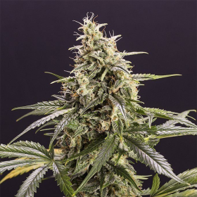 Chem Bomb Auto - HUMBOLDT SEED | TanieSianie.pl
