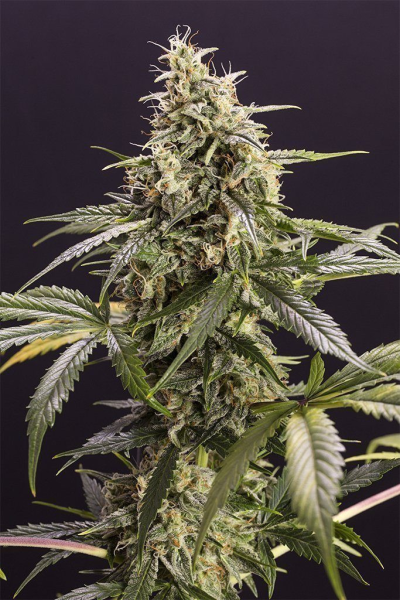 Chem Bomb Auto - HUMBOLDT SEED | TanieSianie.pl