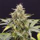 Chocolate Mint OG Auto - HUMBOLDT SEED ORGANIZATION | TanieSianie.pl