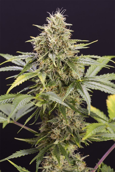 Chocolate Mint OG Auto - HUMBOLDT SEED ORGANIZATION | TanieSianie.pl