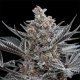 Forbidden Dream - HUMBOLDT SEED | TanieSianie.pl