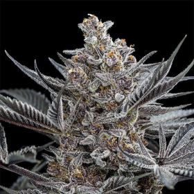 Forbidden Dream - HUMBOLDT SEED | TanieSianie.pl