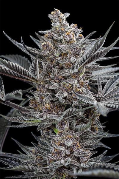 Forbidden Dream - HUMBOLDT SEED | TanieSianie.pl