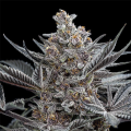 Forbidden Dream - HUMBOLDT SEED