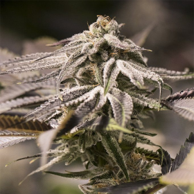 Passion Fruit Punch - HUMBOLDT SEED | TanieSianie.pl