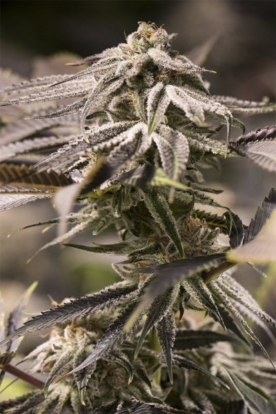 Passion Fruit Punch - HUMBOLDT SEED | TanieSianie.pl