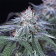 Velvet Octane - HUMBOLDT SEED | TanieSianie.pl