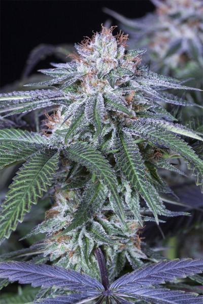 Velvet Octane - HUMBOLDT SEED | TanieSianie.pl