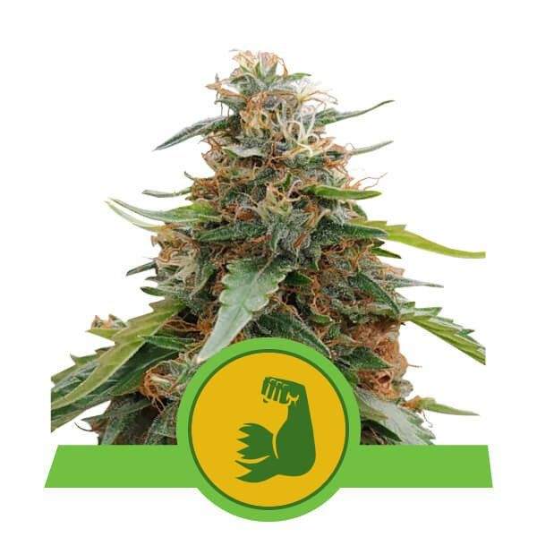 Hulkberry Automatic - ROYAL QUEEN SEEDS | TanieSianie.pl