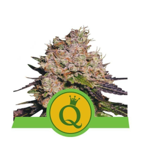 Purple Queen Automatic - ROYAL QUEEN SEEDS | TanieSianie.pl