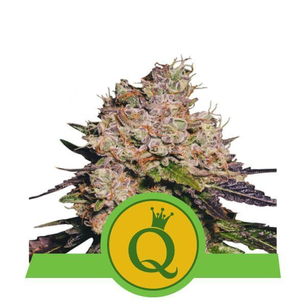 Purple Queen Automatic - ROYAL QUEEN SEEDS | TanieSianie.pl