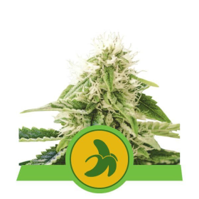Fat Banana Automatic - ROYAL QUEEN SEEDS | TanieSianie.pl