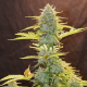 Fat Banana Automatic - ROYAL QUEEN SEEDS | TanieSianie.pl