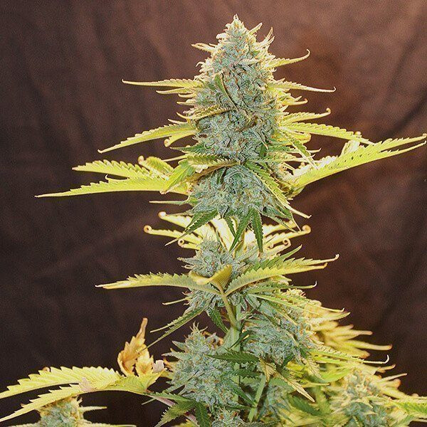 Fat Banana Automatic - ROYAL QUEEN SEEDS | TanieSianie.pl