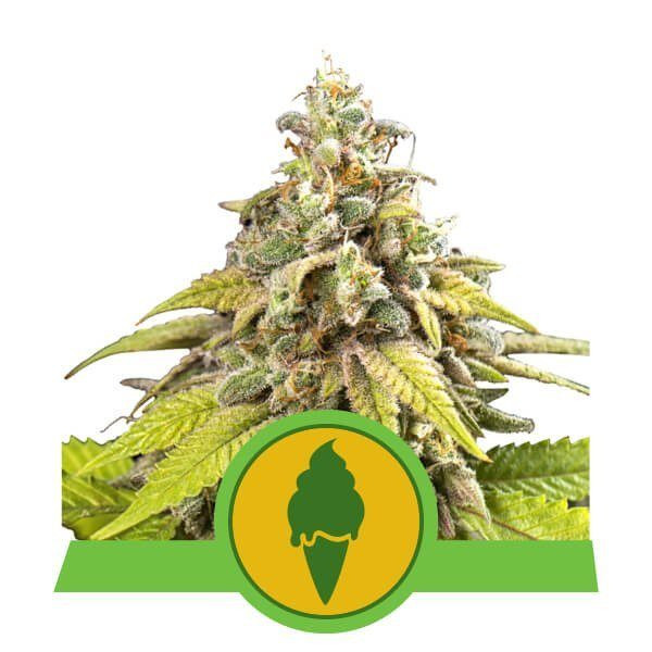 Green Gelato Automatic - ROYAL QUEEN SEEDS | TanieSianie.pl