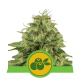 Haze Berry Automatic - ROYAL QUEEN SEEDS | TanieSianie.pl