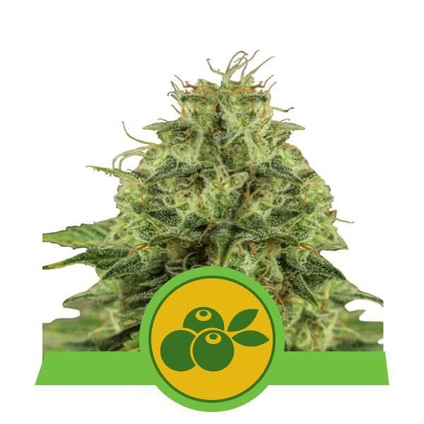 Haze Berry Automatic - ROYAL QUEEN SEEDS | TanieSianie.pl