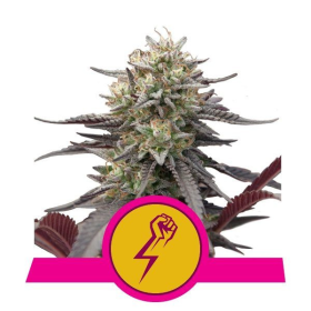 Green Crack Punch - ROYAL QUEEN SEEDS | TanieSianie.pl