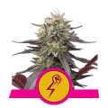 Green Crack Punch - ROYAL QUEEN SEEDS