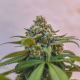 Green Crack Punch - ROYAL QUEEN SEEDS | TanieSianie.pl